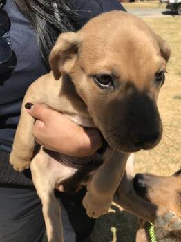 LEE -  Mixed Breed Dog for Adoption in Dallas, Texas - LEE | PetCurious