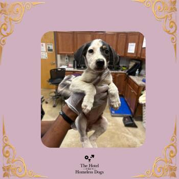 Darla -  Australian Cattle Dog Blue Heeler and Mixed Breed Dog for Adoption in Cumberland, Rhode Island - Darla | PetCurious