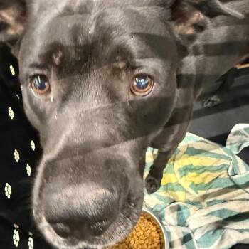 Cruz -  Terrier and Mixed Breed Dog for Adoption in Abilene, Texas - Cruz | PetCurious