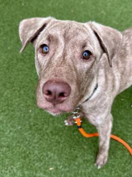 Trout -  Mixed Breed Dog for Adoption in Wichita, Kansas - Trout | PetCurious