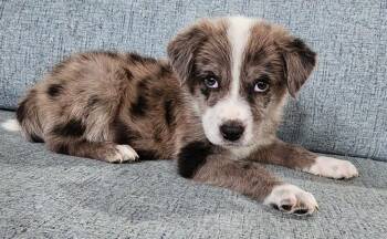Nyx -  Australian Shepherd Dog for Adoption in Cottonwood, Arizona - Nyx | PetCurious