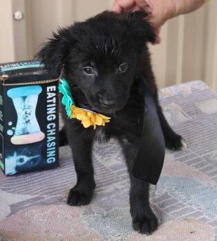 Hannah -  Cairn Terrier and Chihuahua Dog for Adoption in Bandera, Texas - Hannah | PetCurious