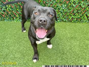 Mixed Breed Dogs Available for Adoption - AIDAN OMALLEY | PetCurious