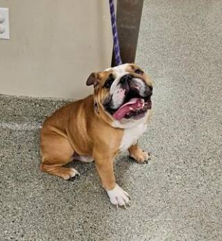 Landon -  English Bulldog and Mixed Breed Dog for Adoption in Kansas City, Missouri - Landon | PetCurious