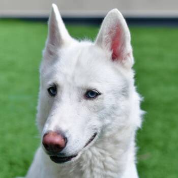 Siberian Husky Dogs Available for Adoption in Ottawa, Kansas - Siren | PetCurious