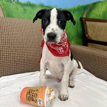 Leroy J -  Labrador Retriever and Mixed Breed Dog for Adoption in Palestine, Texas - Leroy J | PetCurious