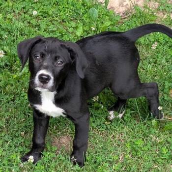 Tanya -  Mixed Breed Dog for Adoption in Marion, Illinois - Tanya | PetCurious