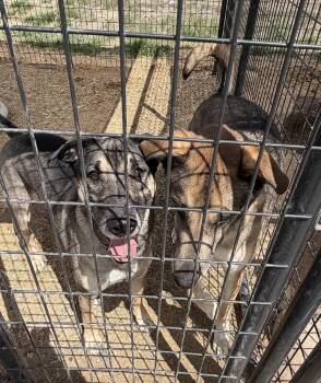 German Shepherd Dog Dogs Available for Adoption in Challis, Idaho - Roscoe | PetCurious