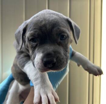 SUGAR -  American Staffordshire Terrier Dog for Adoption in San Antonio, Texas - SUGAR | PetCurious