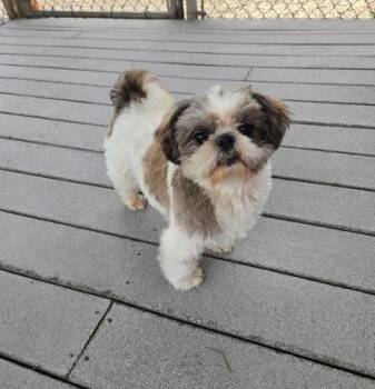 Joe -  Shih Tzu Dog for Adoption in Gardena, California - Joe | PetCurious