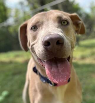 Labrador Retriever Dogs Available for Adoption in Inverness, Florida - Pluto | PetCurious