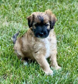Rescue Maltipoo and Dachshund Dogs for Adoption in Tracy, California - Beau | PetCurious
