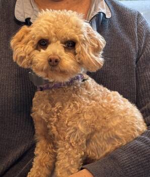 Ginger (Female) -  Poodle Dog for Adoption in West Grove, Pennsylvania - Ginger (Female) | PetCurious
