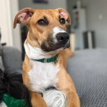 Shirley -  Pit Bull Terrier Dog for Adoption in Greensboro, North Carolina - Shirley | PetCurious
