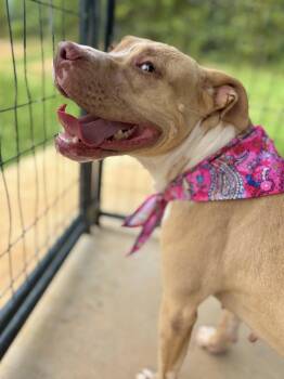 Rodeo -  Pit Bull Terrier Dog for Adoption in Winnsboro, South Carolina - Rodeo | PetCurious