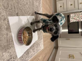 Rescue Miniature Poodle Dogs for Adoption in Roy, Utah - Bella | PetCurious