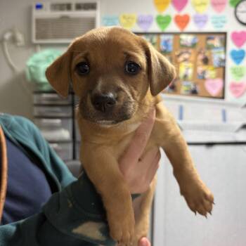 Mixed Breed Dogs Available for Adoption - Zesty Zaxby