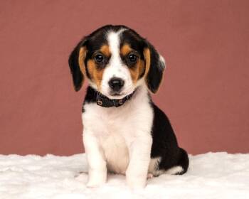 Navy -  Corgi and Beagle Dog for Adoption in Aiken, South Carolina - Navy | PetCurious