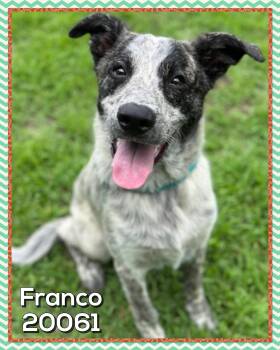 FRANCO -  Australian Cattle Dog Blue Heeler Dog for Adoption in Marietta, Georgia - FRANCO | PetCurious