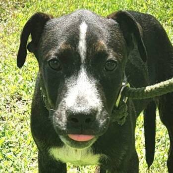 Rescue Mixed Breed Dogs for Adoption in Tyler, Texas - Ezra-3667 | PetCurious