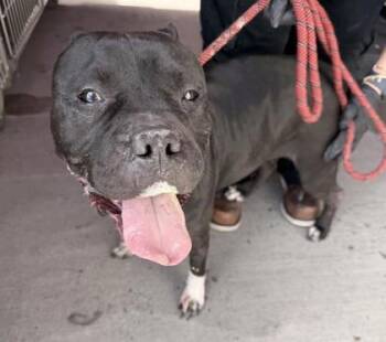 JYN -  Pit Bull Terrier and Mixed Breed Dog Available for Adoption in El Paso, Texas - JYN | PetCurious