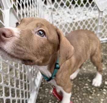 Daffodil -  American Bulldog Dog for Adoption in Lutz, Florida - Daffodil | PetCurious