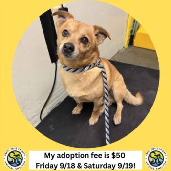 REDFELLA* -  Terrier and Mixed Breed Dog for Adoption in Santa Cruz, California - REDFELLA* | PetCurious