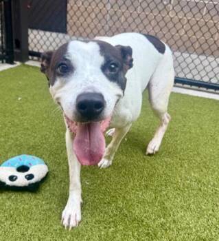 Desiah -  Mixed Breed Dog for Adoption in Atlanta, Georgia - Desiah | PetCurious