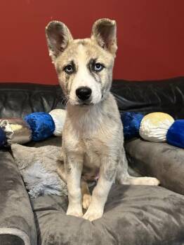 Husky Dogs Available for Adoption in Milton, Georgia - Siku | PetCurious