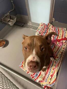 Rescue Mixed Breed Dogs for Adoption in Gardner, Massachusetts - Brodie | PetCurious