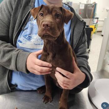 Rescue Mixed Breed Dogs for Adoption in Fredericksburg, Virginia - Triscuit | PetCurious