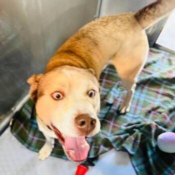 Zontous -  Husky and Mixed Breed Dog Available for Adoption in Binghamton, New York - Zontous | PetCurious
