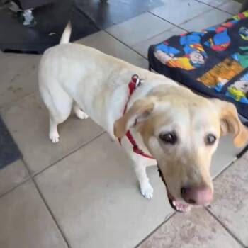 Tessa -  Labrador Retriever Dog for Adoption in San Francisco, California - Tessa | PetCurious