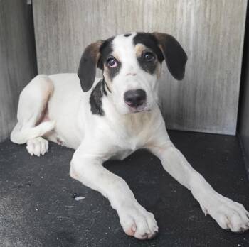 DUKE -  Hound Dog for Adoption in San Antonio, Texas - DUKE | PetCurious