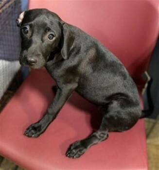 Labrador Retriever and Mixed Breed Dogs Available for Adoption in Doral, Florida - SHIVA | PetCurious