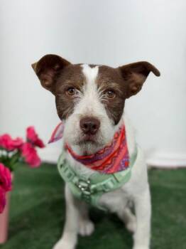 Tarzan-One of our Amazing Rescue Dogs -  Border Terrier and Schnauzer Dog for Adoption in Carlsbad, California - Tarzan-One Of Our Amazing Rescue Dogs | PetCurious