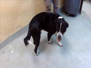 Border Collie Dogs Available for Adoption in Tulsa, Oklahoma - YANG | PetCurious