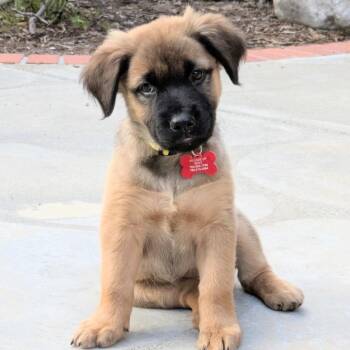 Underwood -  Shepherd and Mixed Breed Dog for Adoption in Oceanside, California - Underwood | PetCurious