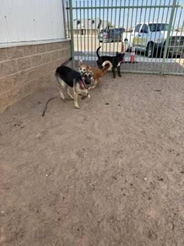 Mario -  German Shepherd Dog Dog for Adoption in Hobbs, New Mexico - Mario | PetCurious