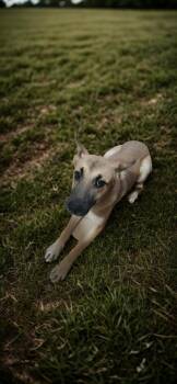 Rescue Mixed Breed Dogs for Adoption in Camp Pendleton North, California - Bindy | PetCurious