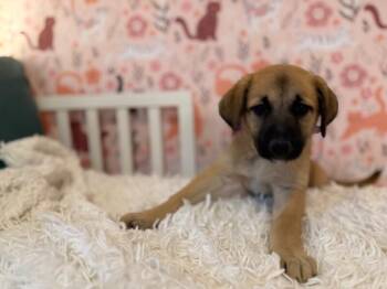 Labrador Retriever and German Shepherd Dog Dogs Available for Adoption - Nala Lovey Baby | PetCurious