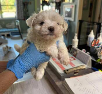 Dovie (NOT YET AVAILABLE) -  Maltese Dog for Adoption in Benton, Louisiana - Dovie (NOT YET AVAILABLE) | PetCurious
