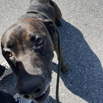 Gunner -  Bull Terrier Dog for Adoption in Richmond Hill, Georgia - Gunner | PetCurious