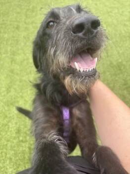 Tillie -  Schnauzer and Mixed Breed Dog Available for Adoption in Daphne, Alabama - Tillie | PetCurious
