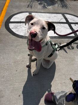 Frodo -  American Bulldog Dog for Adoption in Brooklyn Center, Minnesota - Frodo | PetCurious