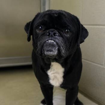Pug Dogs Available for Adoption in San Jacinto, California - Ernie | PetCurious