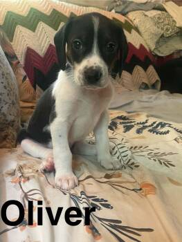 Oliver -  Beagle and Spaniel Dog for Adoption in Stafford, Virginia - Oliver | PetCurious