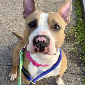Pit Bull Terrier Dogs Available for Adoption in Buffalo, New York - Pie | PetCurious