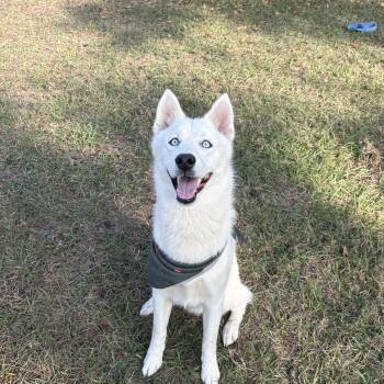 Husky Dogs Available for Adoption - Ghost | PetCurious