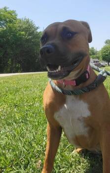 Rescue Boxer and Pit Bull Terrier Dogs for Adoption in Cambridge, Ohio - Roselle (Stormy) 207-25 | PetCurious